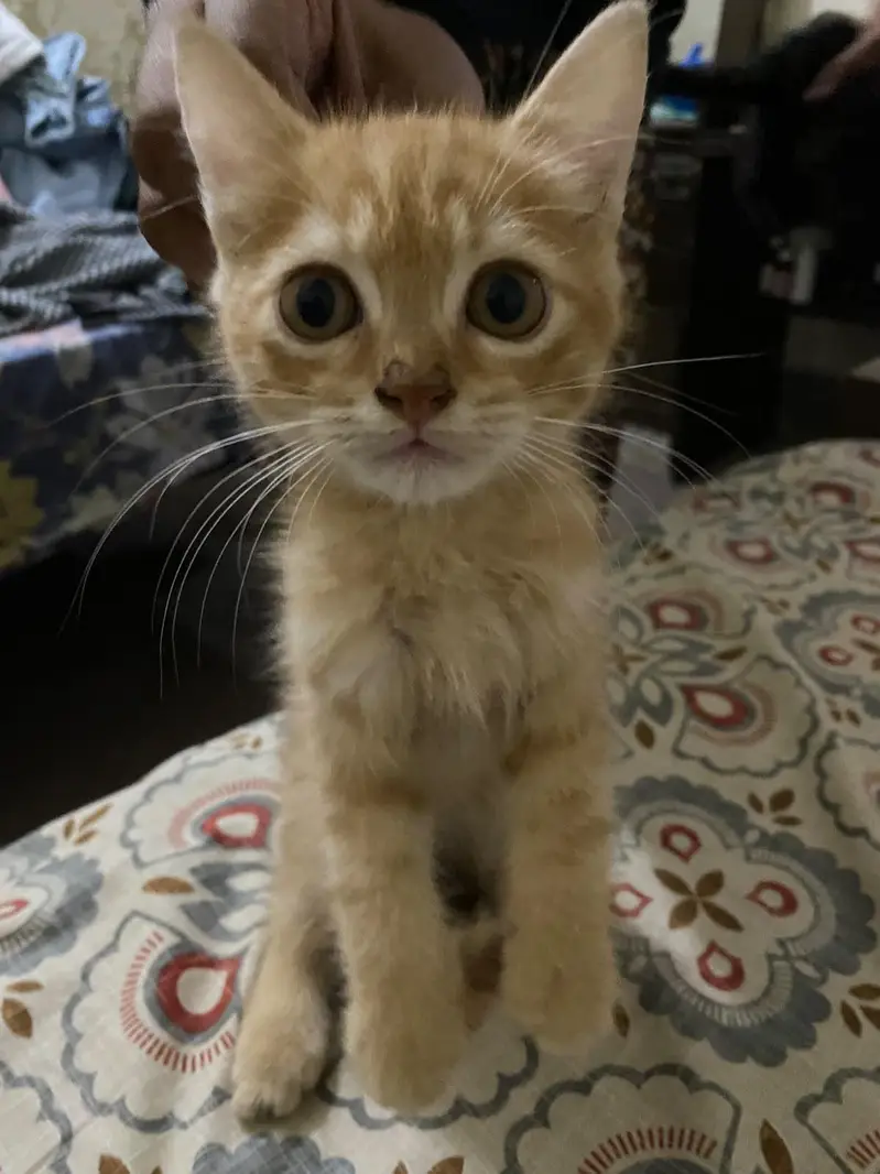 Persian Cross Kittens for Sale – Ginger & Black (2 Available) — photo 3