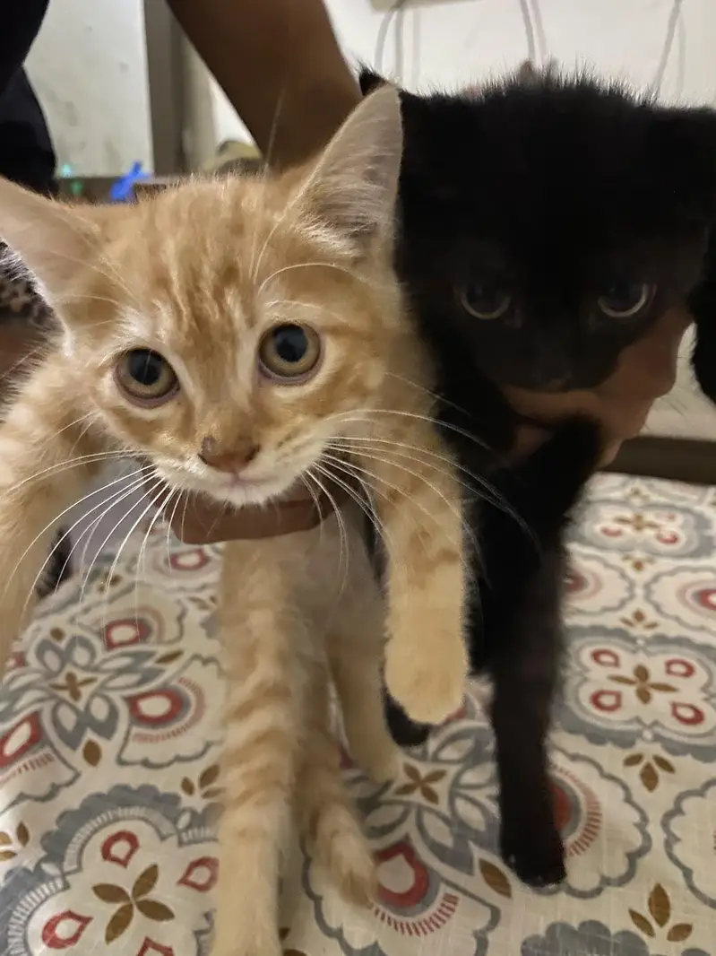 Persian Cross Kittens for Sale – Ginger & Black (2 Available) — photo 4