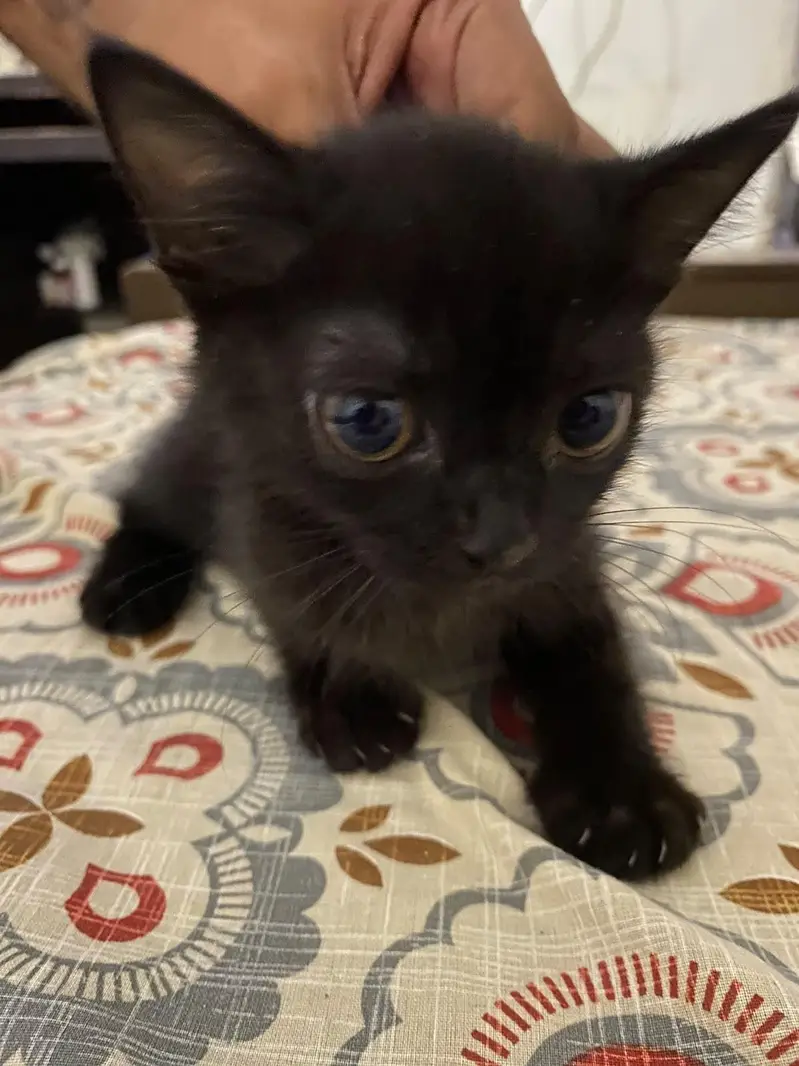 Persian Cross Kittens for Sale – Ginger & Black (2 Available) — photo 5