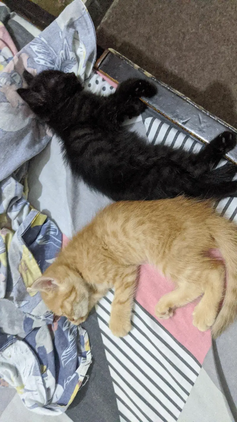 Persian Cross Kittens for Sale – Ginger & Black (2 Available) — photo 6