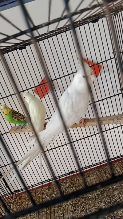 Big size breeder female