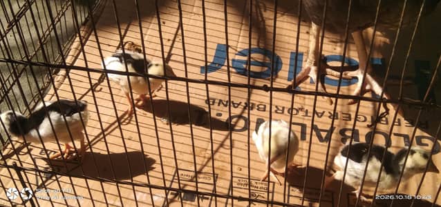 05 mushka chicks for sale