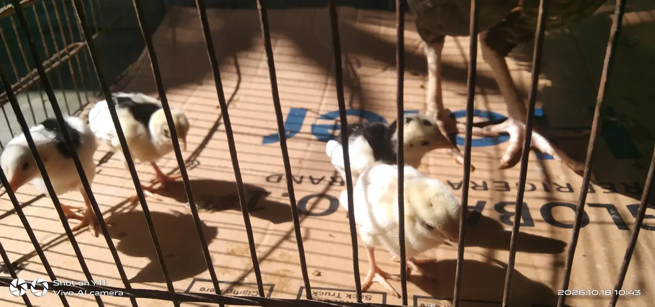 05 mushka chicks for sale — photo 2