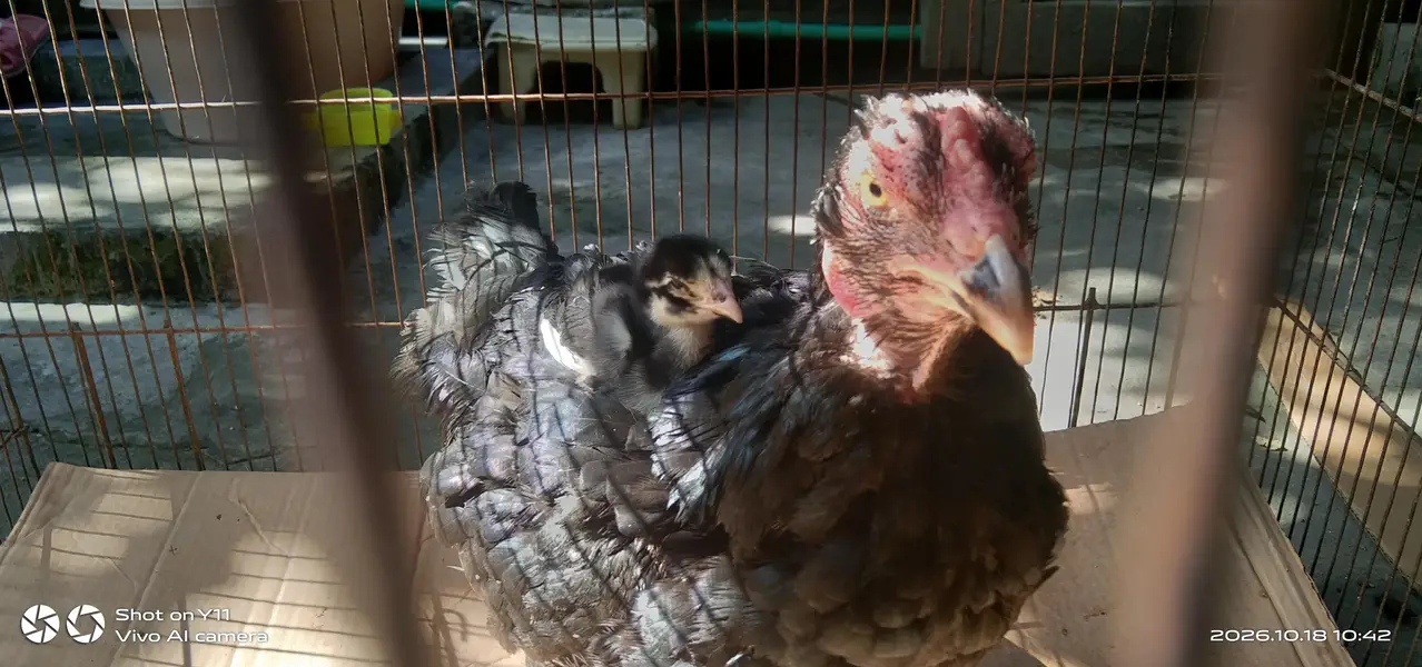 05 mushka chicks for sale — photo 3