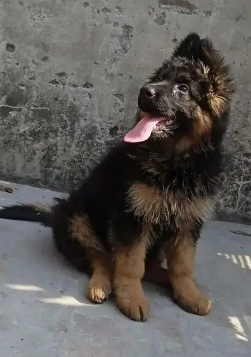 German shepherd puppies — photo 2