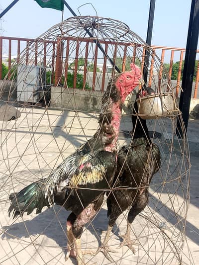 Black shamo breeder pair healthy and active