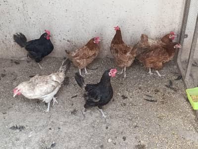 Desi Hen (Eggs dey rahe ha)