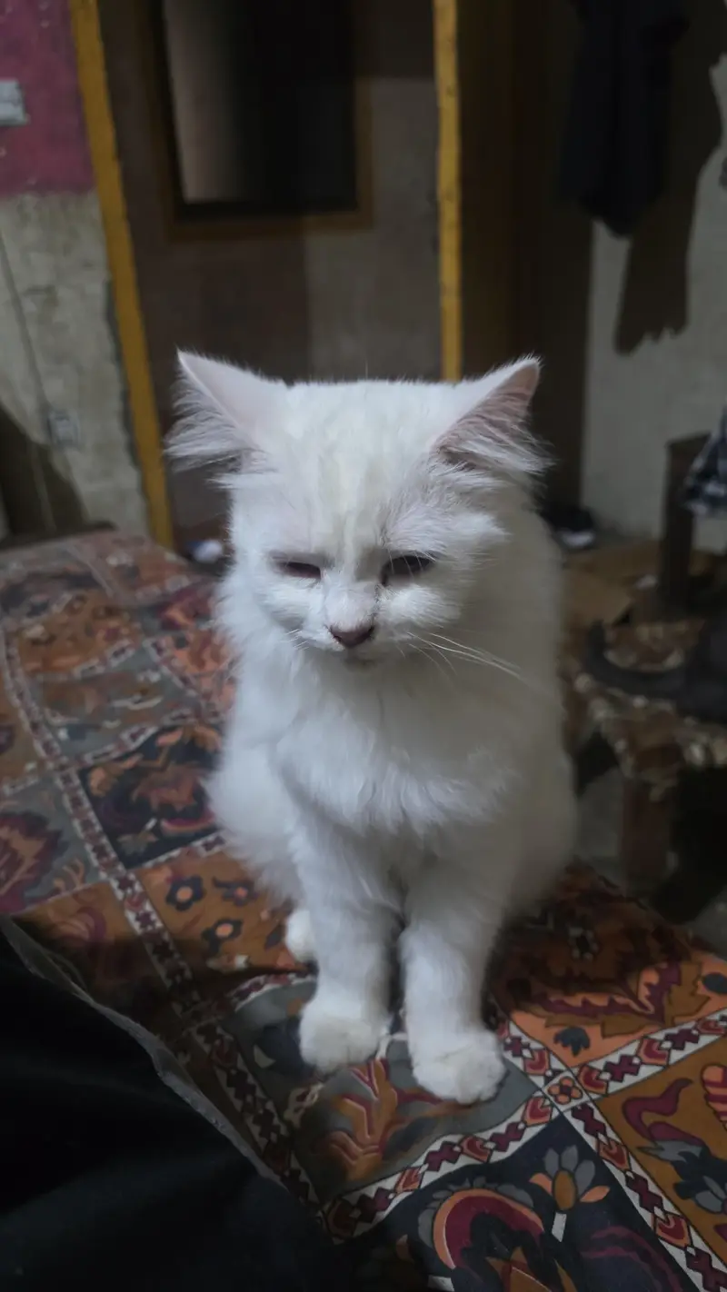 dif type of cats — photo 2