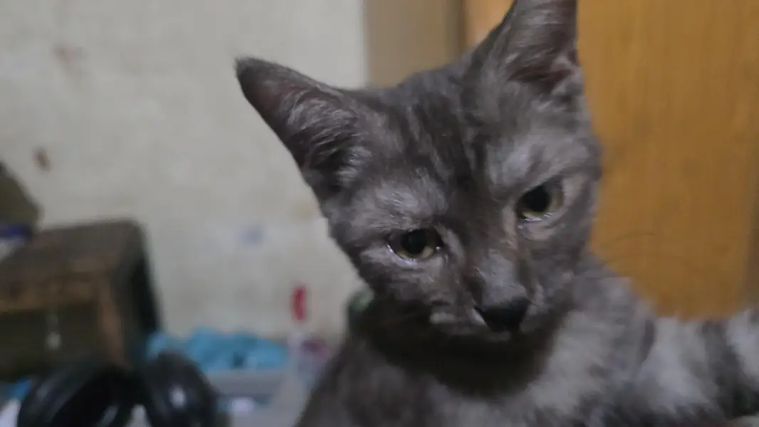 dif type of cats — photo 3