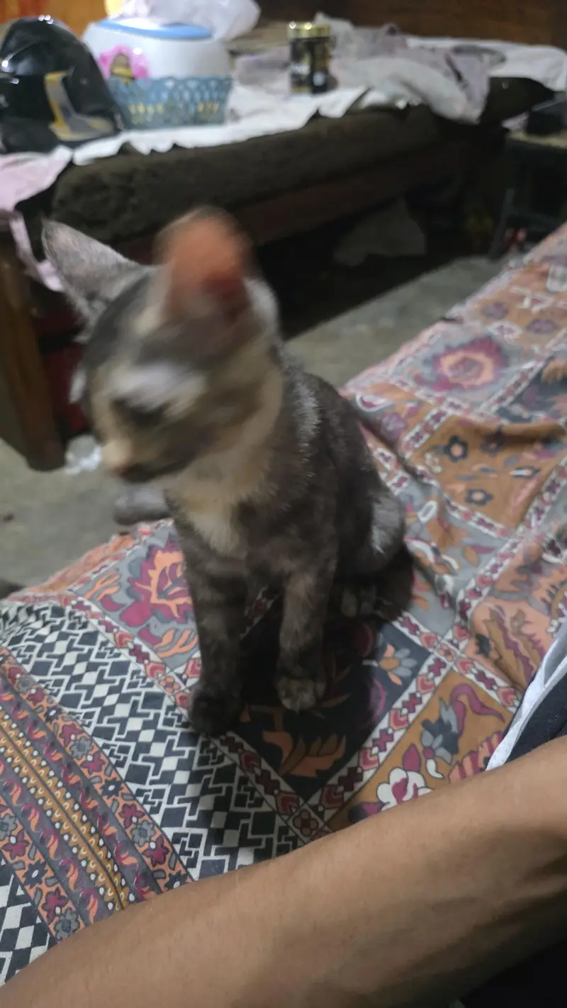 dif type of cats — photo 4
