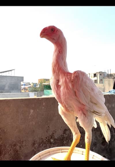 Parrot beak long tail female