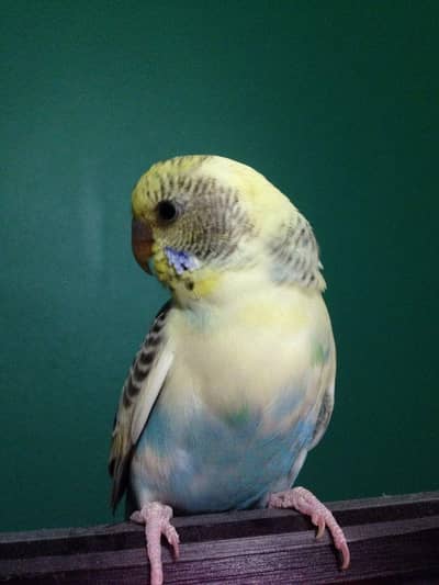 Budgie parrot