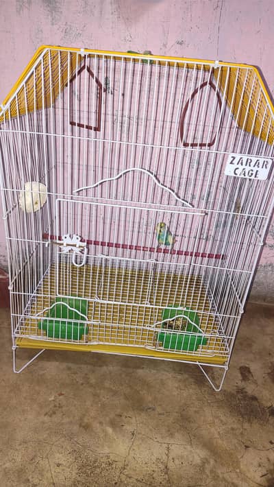 Budgie parrot