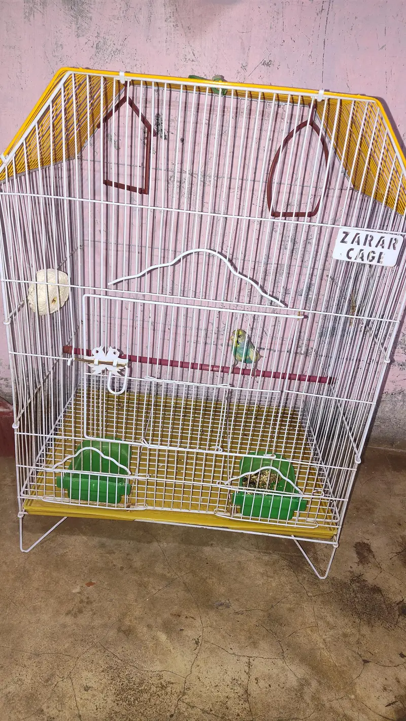 Budgie parrot — photo 2