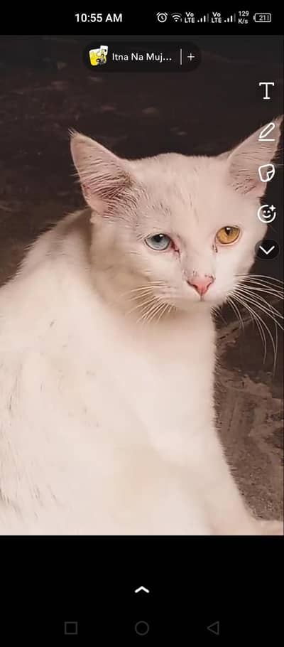 name Liza