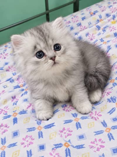 Semi Punch Face | Triple Coat Kitten