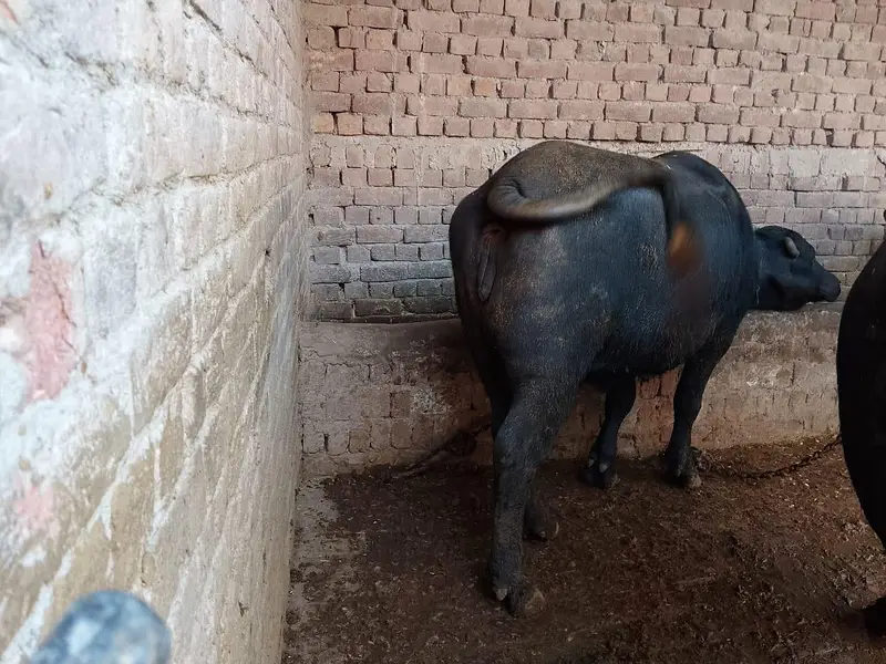 nasli chuti full ready — photo 2