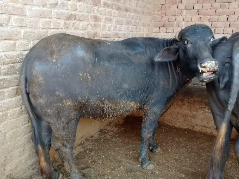 nasli chuti full ready — photo 3