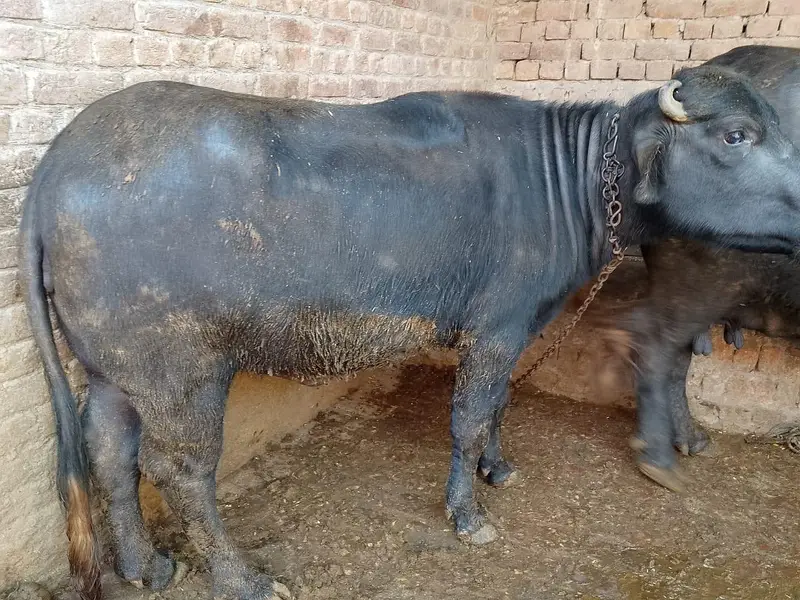 nasli chuti full ready — photo 4