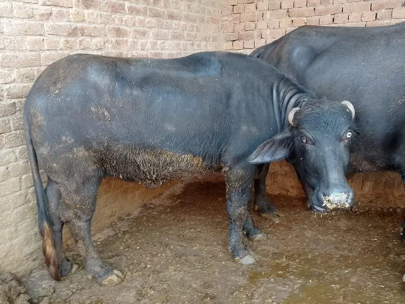 nasli chuti full ready — photo 6