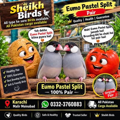 eumo pastel split pair split ki 100 % garentee hain