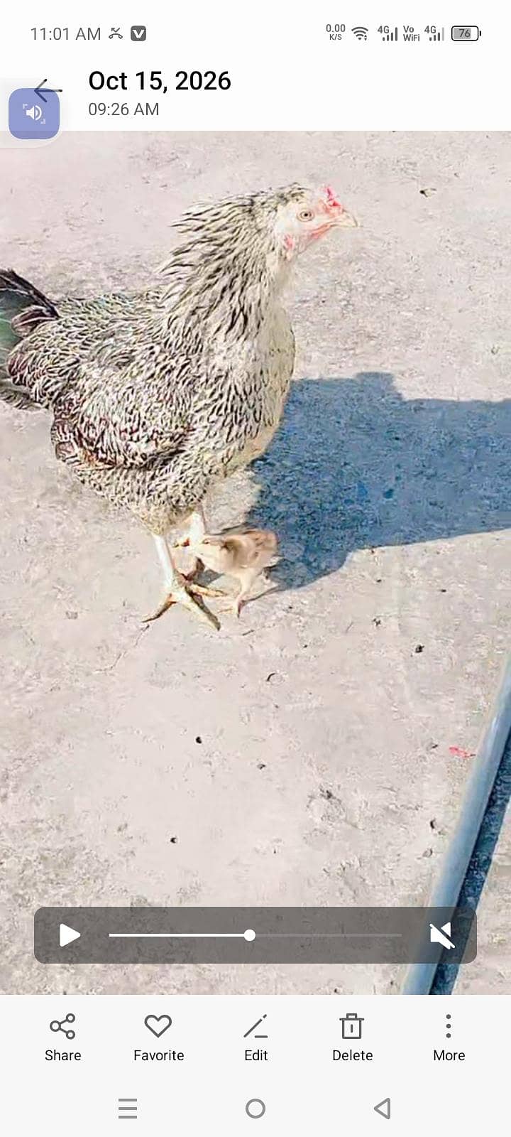 aseel hen 2