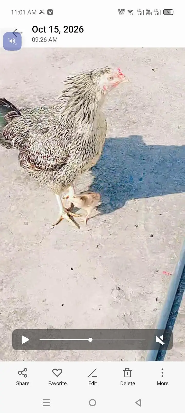 aseel hen — photo 3