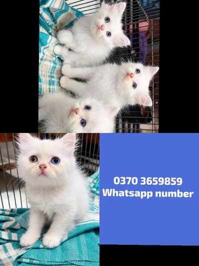 Persian Female kitten for sale