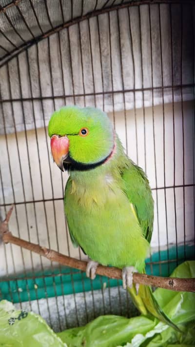 Raw Parrot green talking parrot