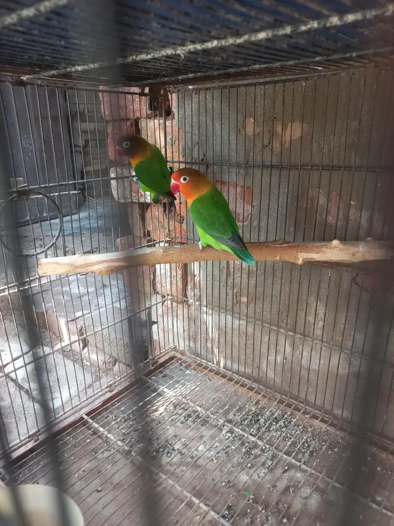 8 pair with chiks and cages — photo 2