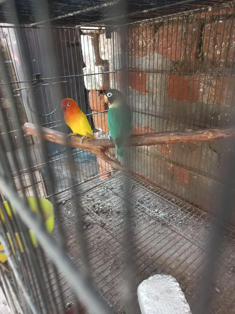 8 pair with chiks and cages — photo 3