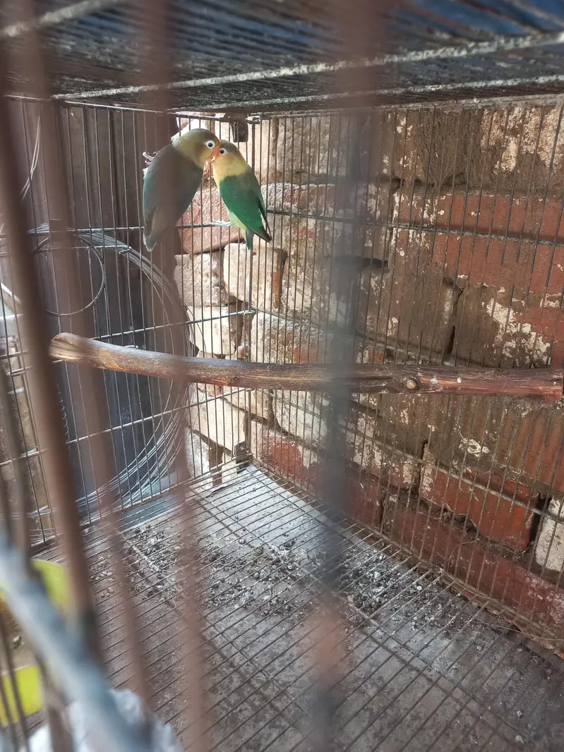 8 pair with chiks and cages — photo 4