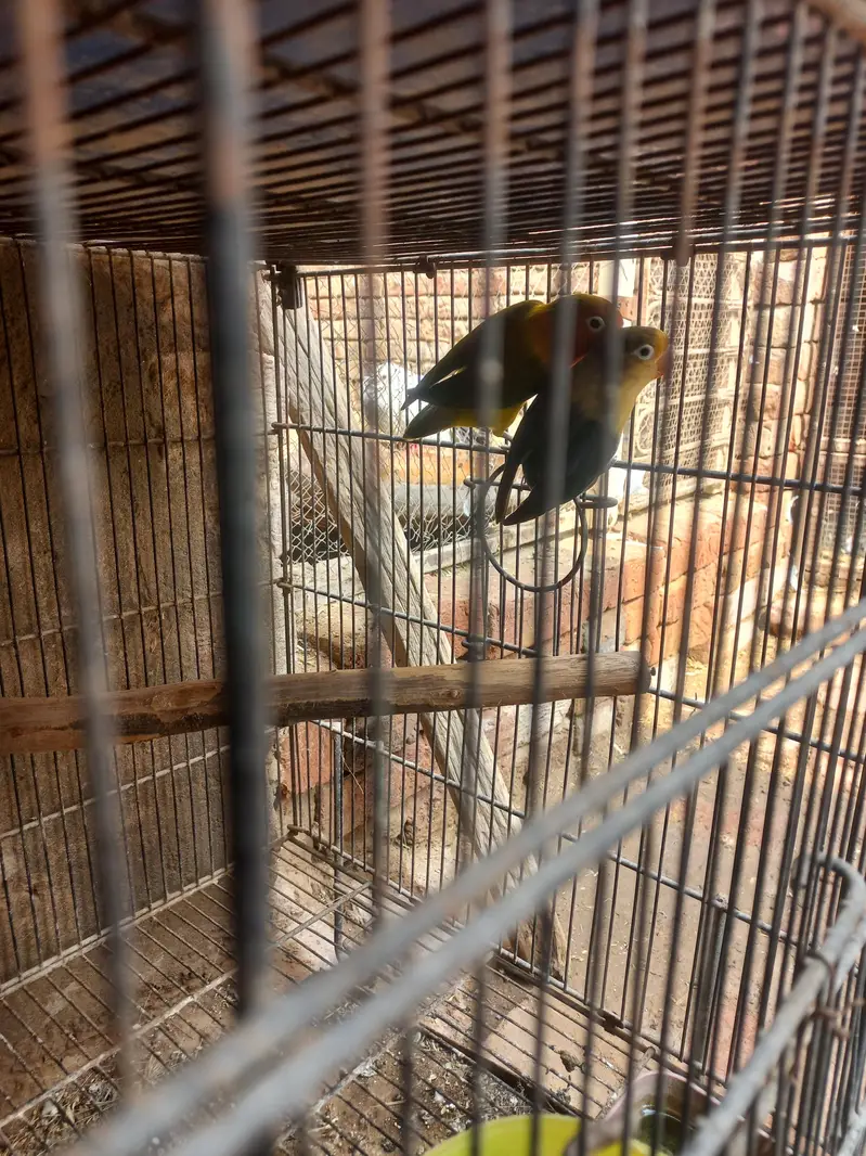 8 pair with chiks and cages — photo 5