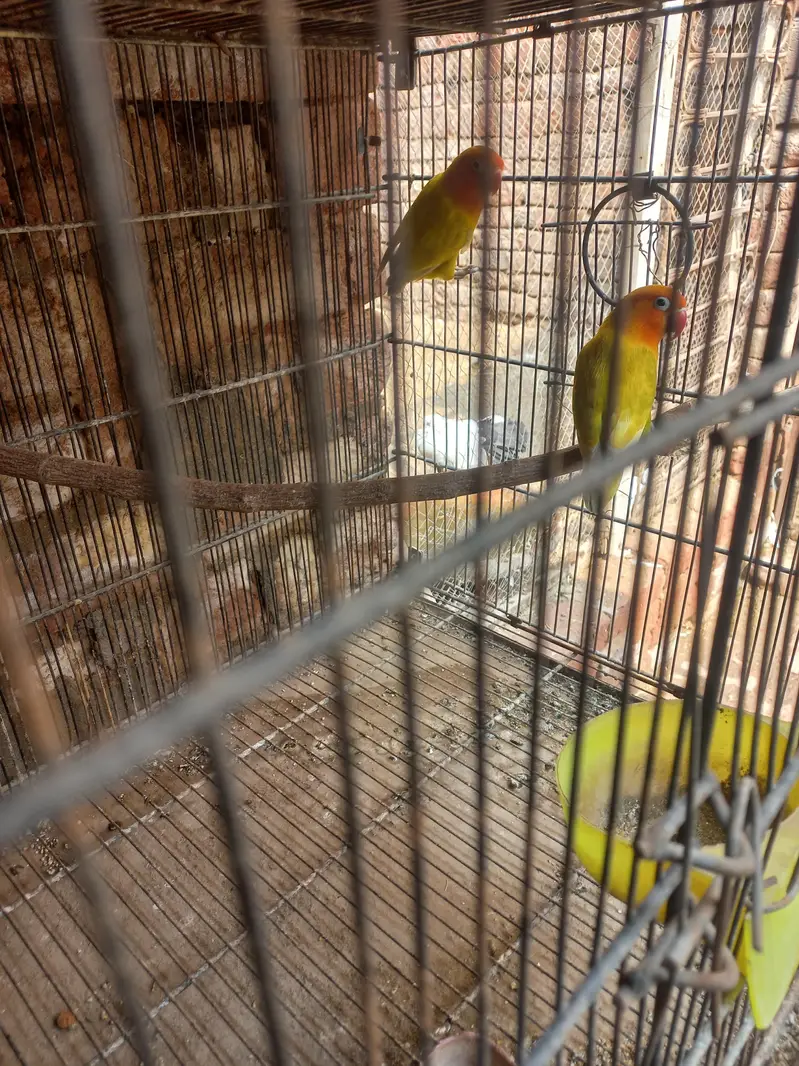 8 pair with chiks and cages — photo 6