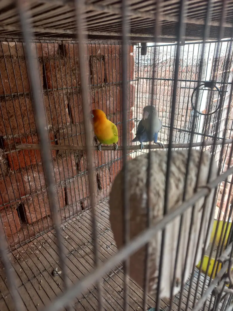 8 pair with chiks and cages — photo 7