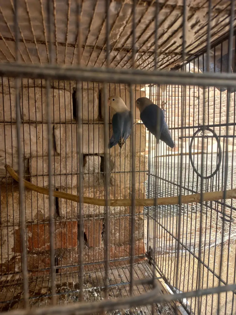 8 pair with chiks and cages — photo 8