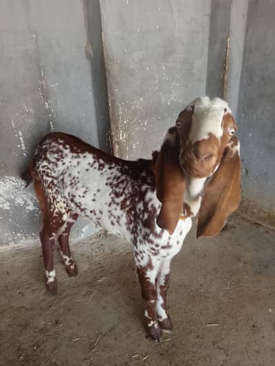 makhi Cheney kheery jora for sale