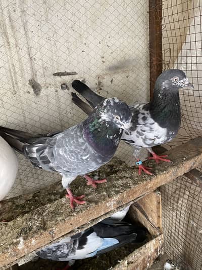 High flyer joron waly breeder pigeons