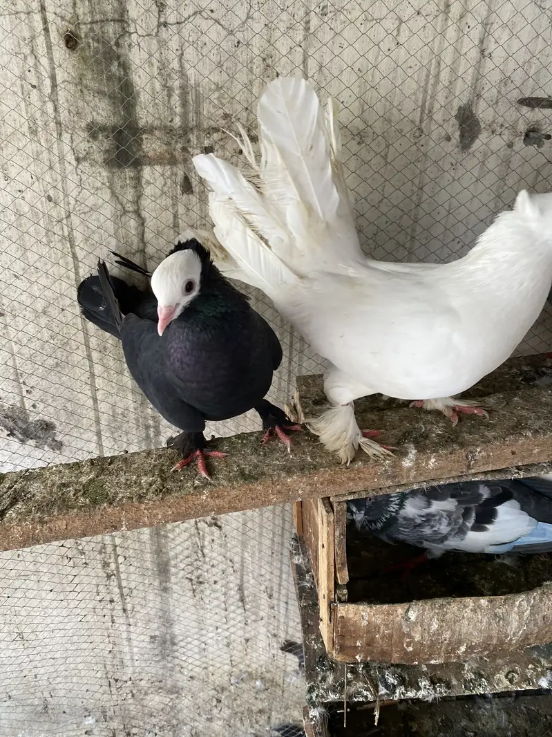 High flyer joron waly breeder pigeons — photo 2