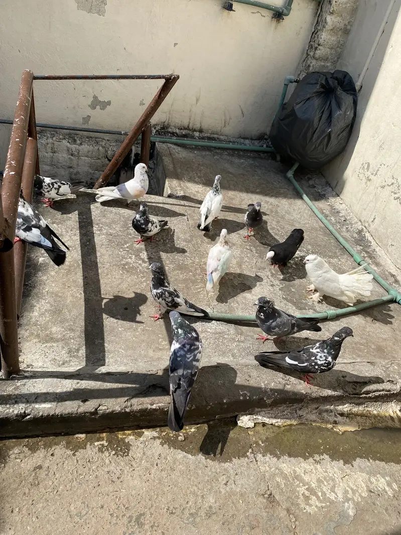 High flyer joron waly breeder pigeons — photo 3