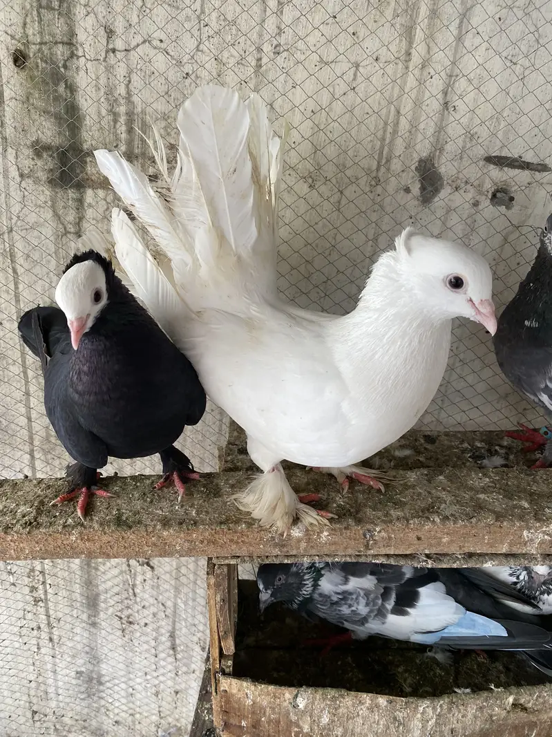 High flyer joron waly breeder pigeons — photo 4