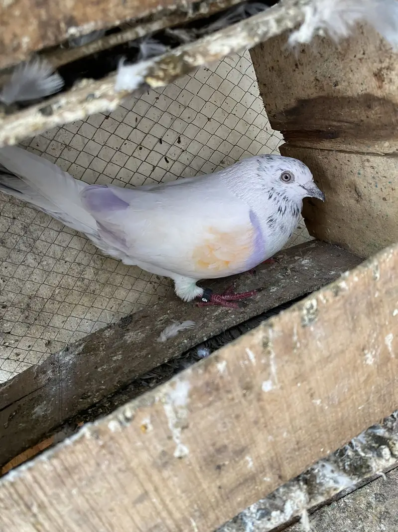 High flyer joron waly breeder pigeons — photo 5