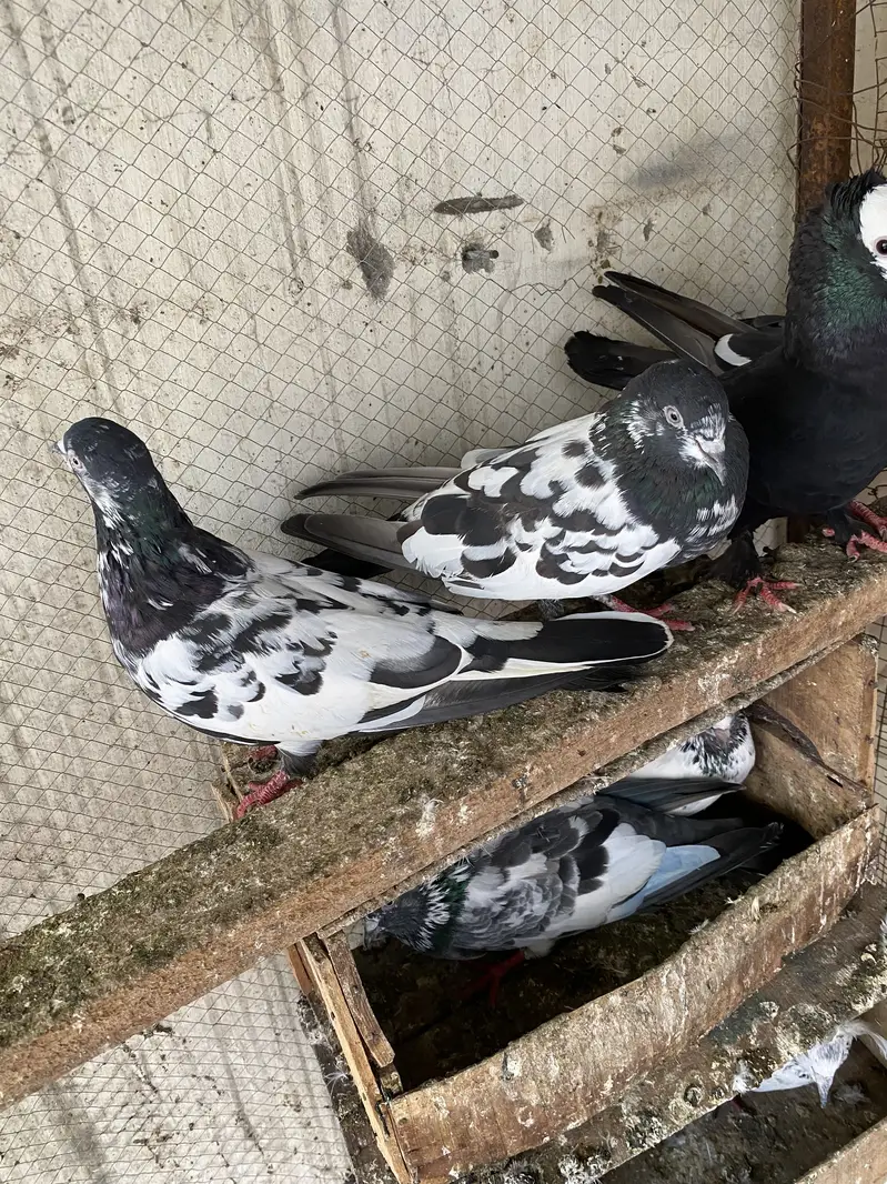 High flyer joron waly breeder pigeons — photo 6