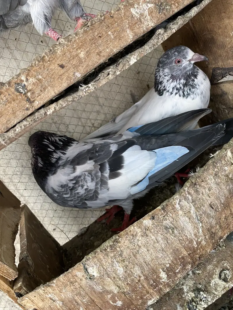 High flyer joron waly breeder pigeons — photo 7