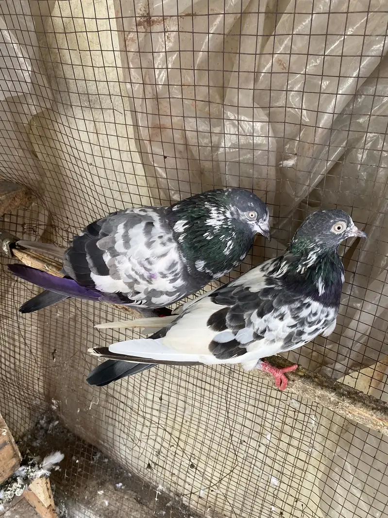 High flyer joron waly breeder pigeons — photo 8