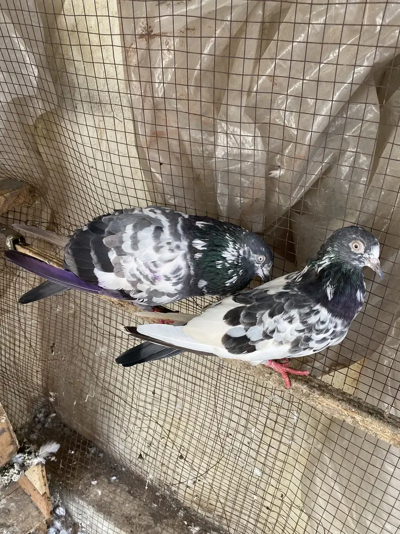 High flyer joron waly breeder pigeons — photo 9