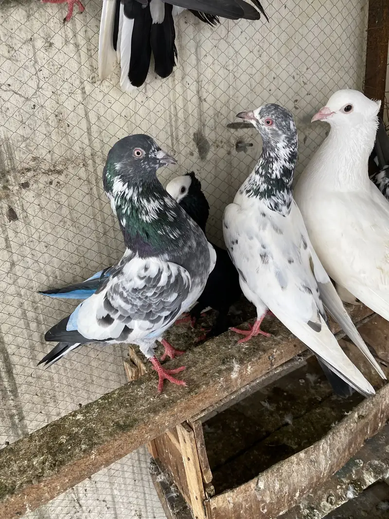 High flyer joron waly breeder pigeons — photo 10