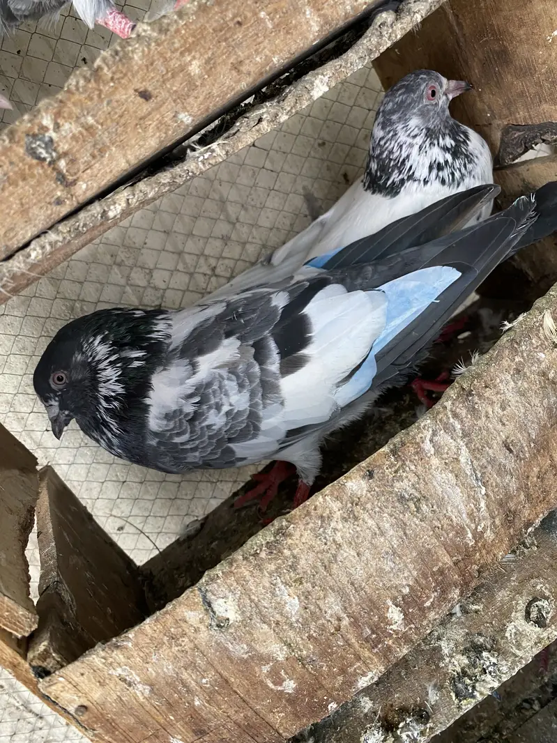High flyer joron waly breeder pigeons — photo 11