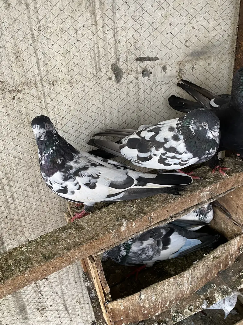 High flyer joron waly breeder pigeons — photo 12
