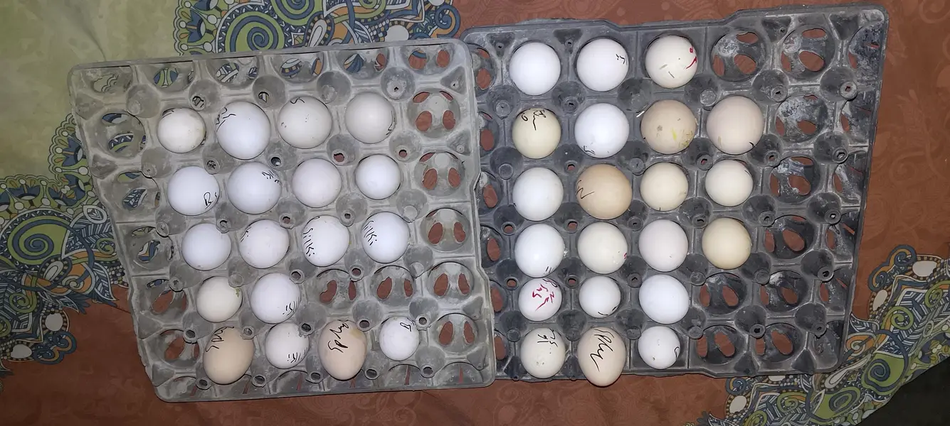 EGGS/CHICKS/SABRIGHT/POLISH/WYANDOTTE/SILKI/KO SHAMO 03162606360 — photo 2